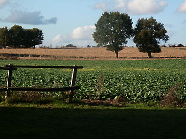 un champ de colza avec une barrière