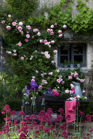 rosiers et valérianes devant la maison