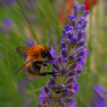 abeille butinant une fleur de lavande