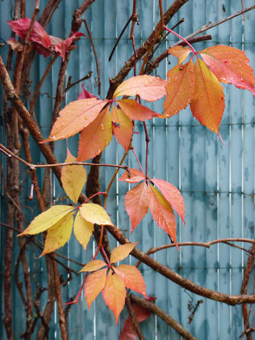 feuilles de vigne vierge en automne