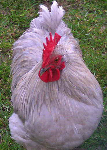 une poule blanche dans l'herbe verte