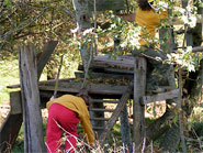 cabane arbre