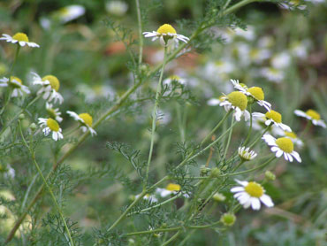 camomille dans nos jardins de campagne