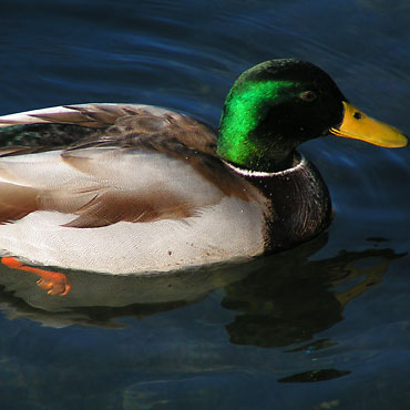 canard colvert