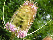 fleur de cardère