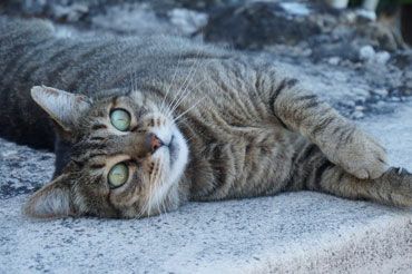 Le chat joue sur la pierre du seuil