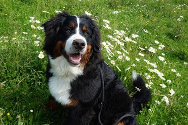 Le chien est dans le pré au milieu des marguerites