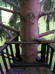 construction de la cabane dans les arbres