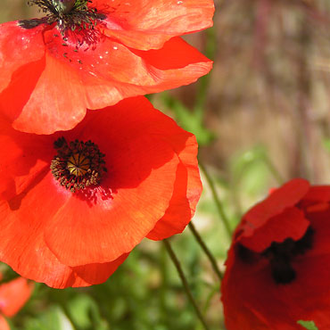 fleurs de coquelicots écarlates sans les talus