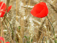 fleur de coquelicot