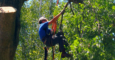 démontage d'un arbre