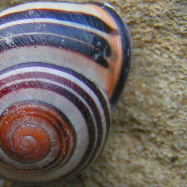 spirale escargot