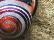 spirale de l'escargot