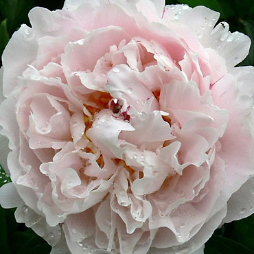 image de pivoine