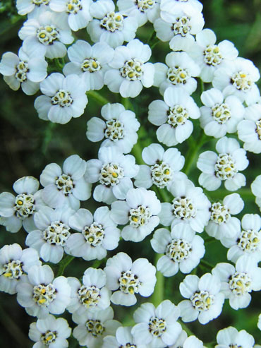 fleur d'achillée millefeuille