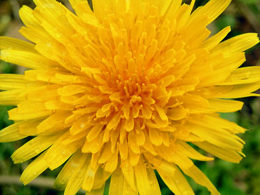 gros plan sur une fleur de pissenlit au printemps