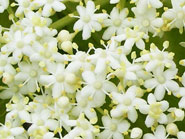 fleurs blanche d'un arbuste noir