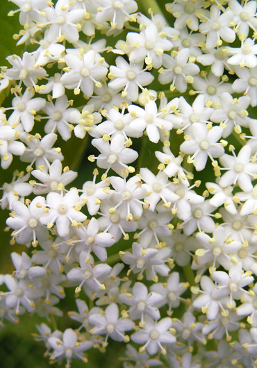 les fleurs de sureau noir