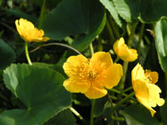 Fleurs sauvages