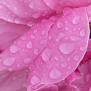 les gouttes de pluie sur les pétales de la rose