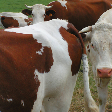 troupeau de vaches avec des broutards