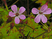 fleur de campagne l'herbe à Robert