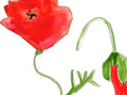 aquarelle de fleurs des champs : illustration gratuite d'un coquelicot