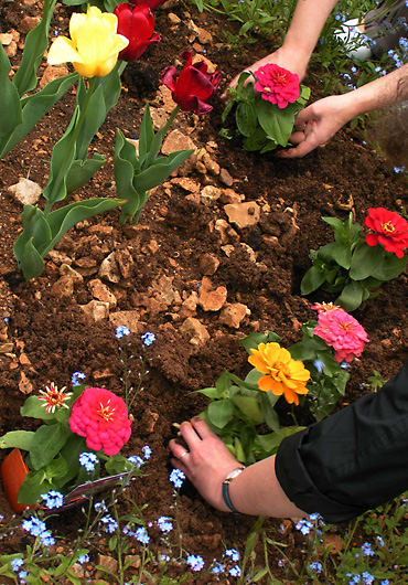 image de plantations de fleurs de printemps