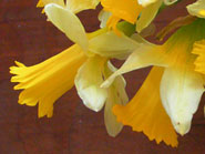 jonquilles en bouquet