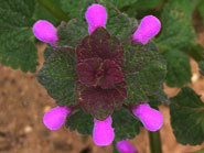 lamier pourpre, fleur des labours