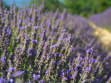 La lavande dans un champ en Provence