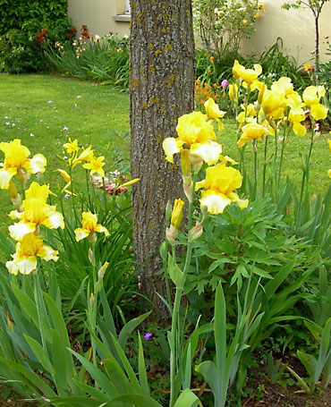 les iris jaunes au pied d'un arbre