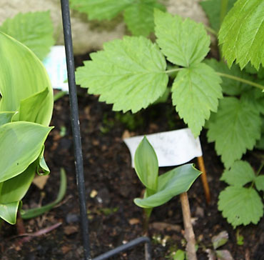 les plantations de muguet