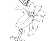 Dessin au crayon de papier d'une fleur