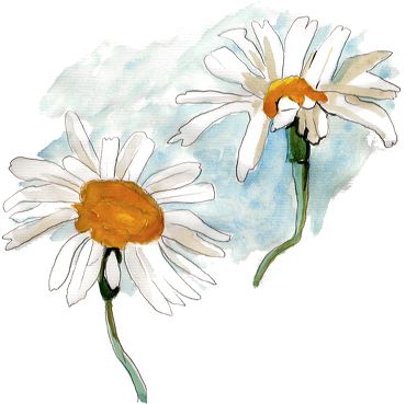 aquarelles avec deux marguerites