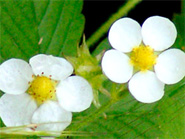 les fleurs du fraisier