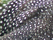 les petits pois sur les plumes d'une pintade