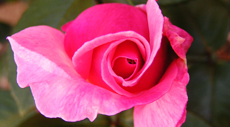 motif en spirale fleur de rose