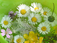 fleurs campagne