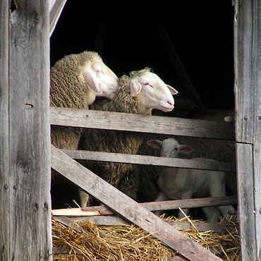 les moutons dans la bergerie