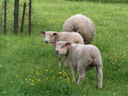 Moutons