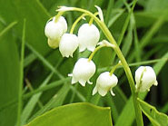 muguet