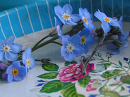 fleur de myosotis dans la dinette