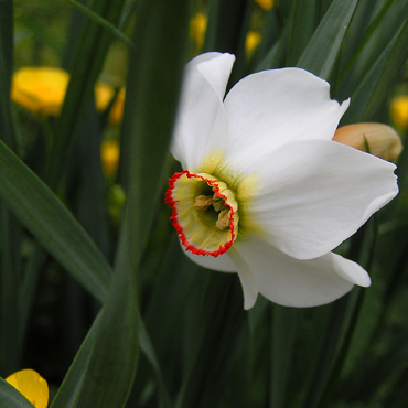 les merveilleuses fleurs de printemps