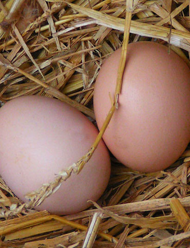 oeufs fraichement pondus sur la paille