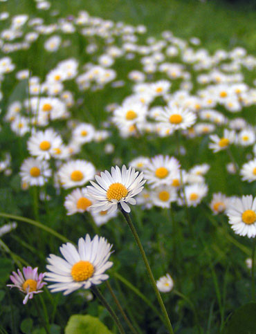 pâquerettes dans un pré au printemps