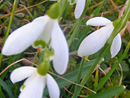 perce neige fleurs d'hiver