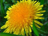 pissenlit fleur des champs
