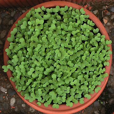 plantations de graines de moutarde