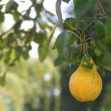 recettes avec des poires